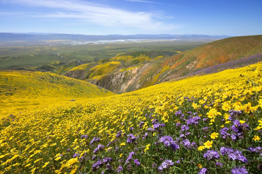 wildflowers landscape